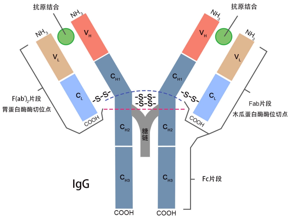 科学家用人工智能设计全新抗体