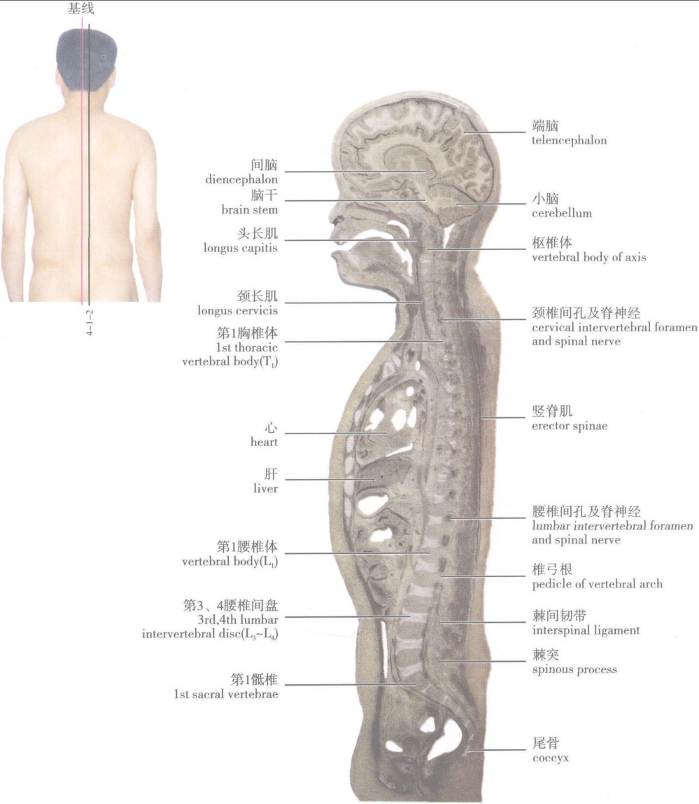 世界脊柱健康日：经常腰痛？一定要试试这4个训练动作