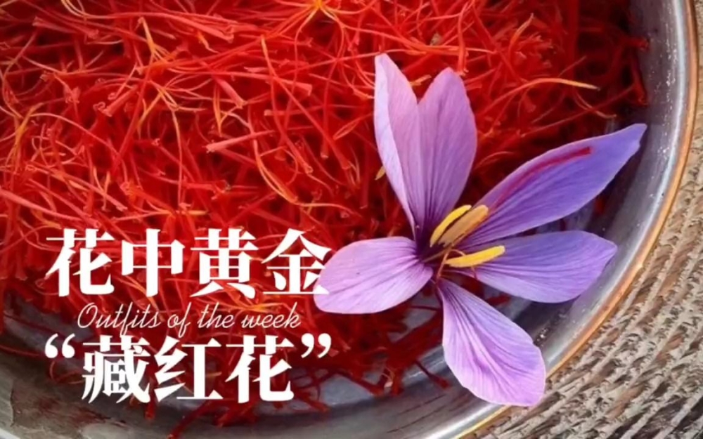 藏红花是花中黄金