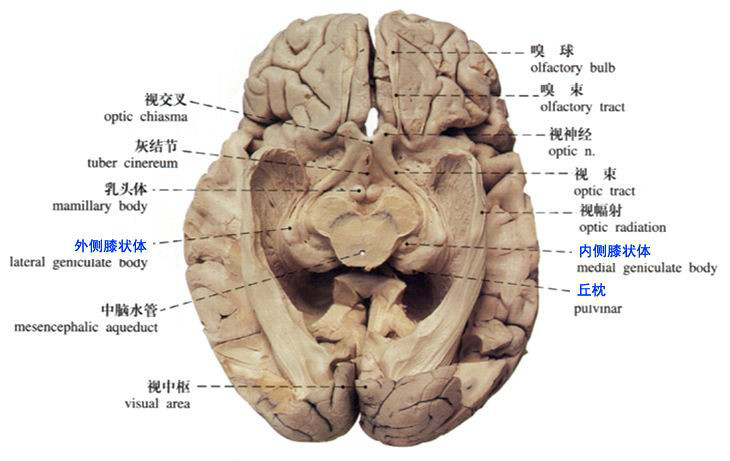 为何运动时眼前景象不模糊？